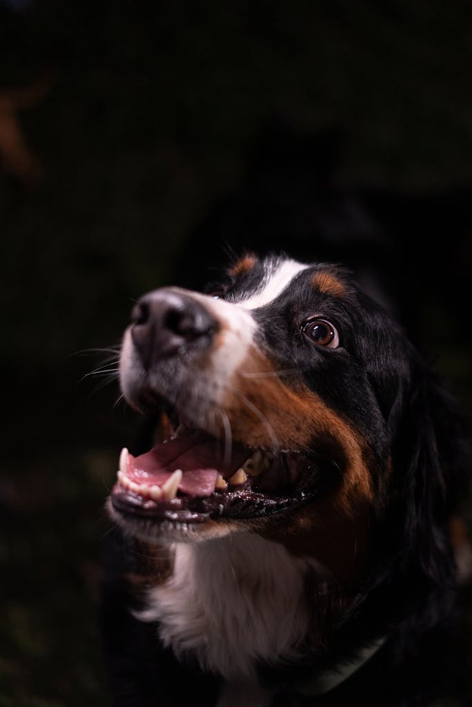 Joyful Bernese Mountain Dog with long fur posing outdoors, looking upwards.